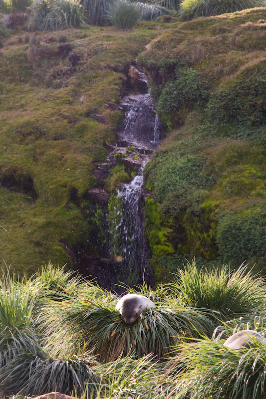 Waterfall And Antarctic Fur Seal